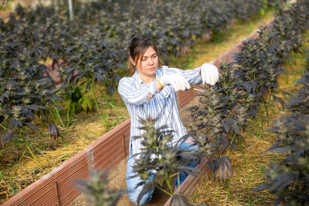 Supporting women-owned cannabis brands can also have broader positive impacts.