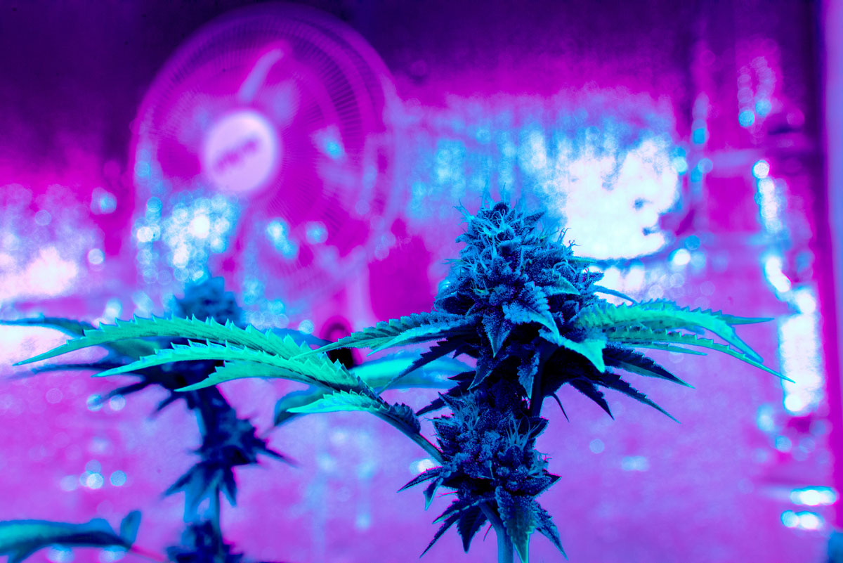 There’s a clear difference between products sold at licensed dispensaries and those found in smoke shops or gas stations.